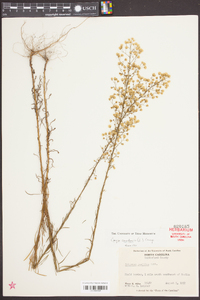 Conyza canadensis var. pusilla image