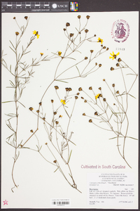 Coreopsis verticillata image