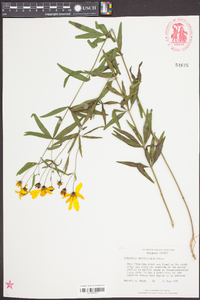 Coreopsis gladiata image