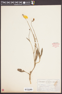 Coreopsis lanceolata image