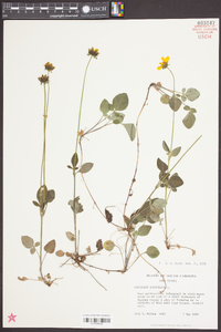 Coreopsis auriculata image