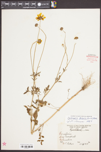 Coreopsis basalis image