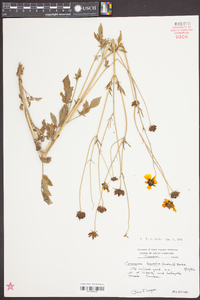 Coreopsis basalis image