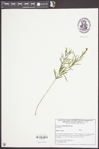 Coreopsis delphiniifolia image