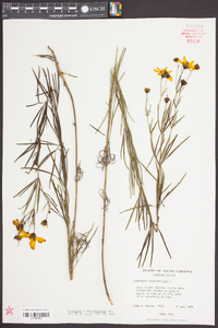 Coreopsis delphiniifolia image