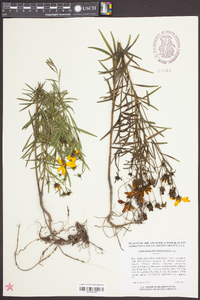 Coreopsis delphiniifolia image