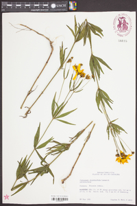 Coreopsis delphiniifolia image