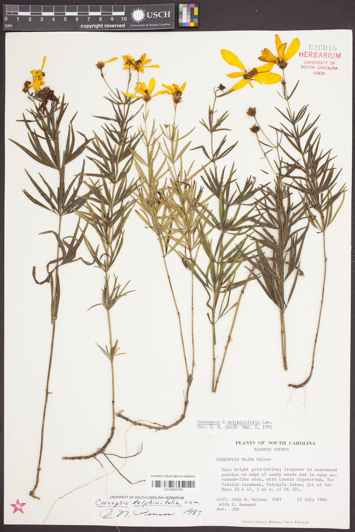 Coreopsis delphiniifolia image