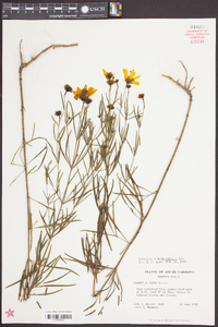 Coreopsis delphiniifolia image