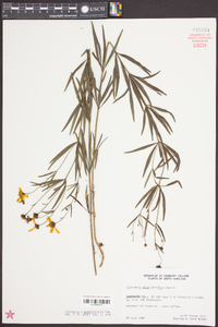Coreopsis delphiniifolia image