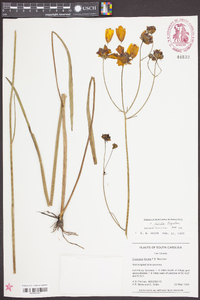 Coreopsis falcata image