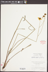 Coreopsis falcata image