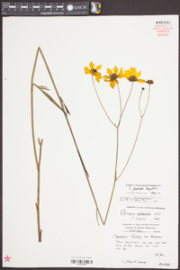 Coreopsis falcata image