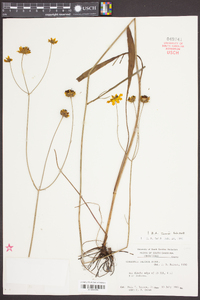 Coreopsis falcata image