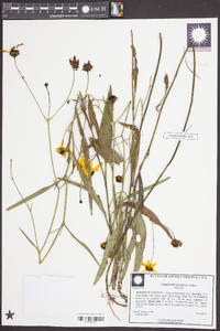 Coreopsis gladiata image