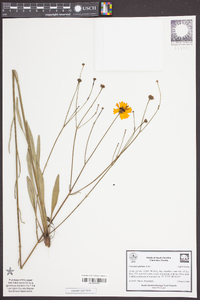 Coreopsis gladiata image