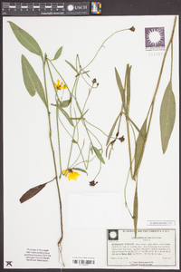 Coreopsis gladiata image