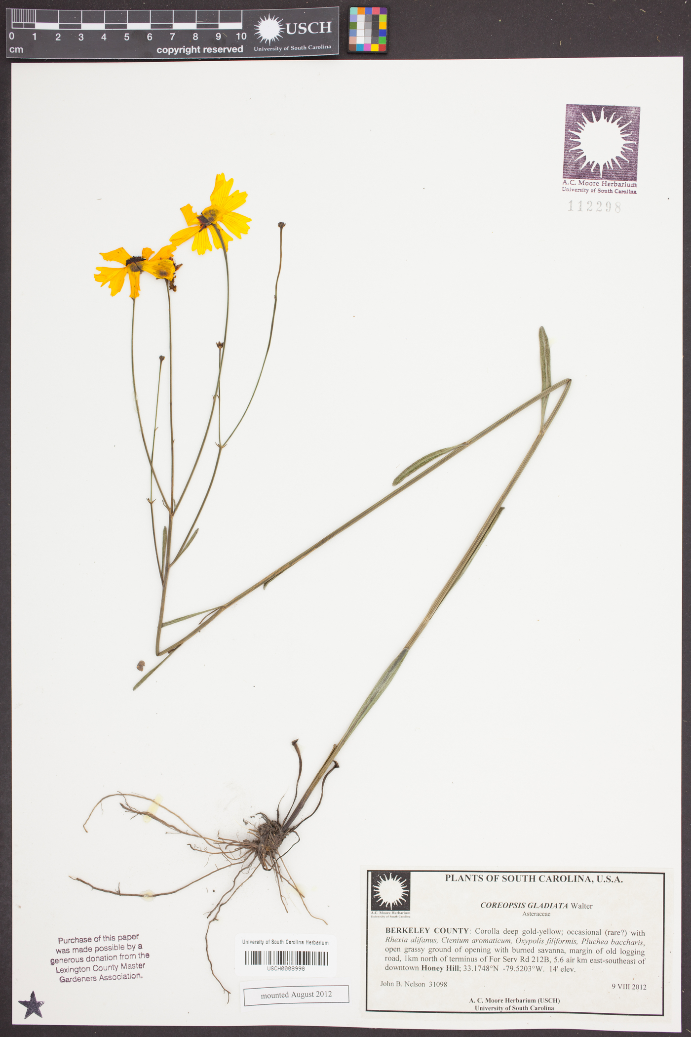 Coreopsis gladiata image