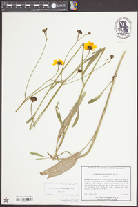 Coreopsis gladiata image