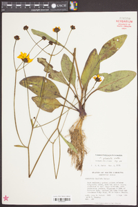 Coreopsis gladiata image