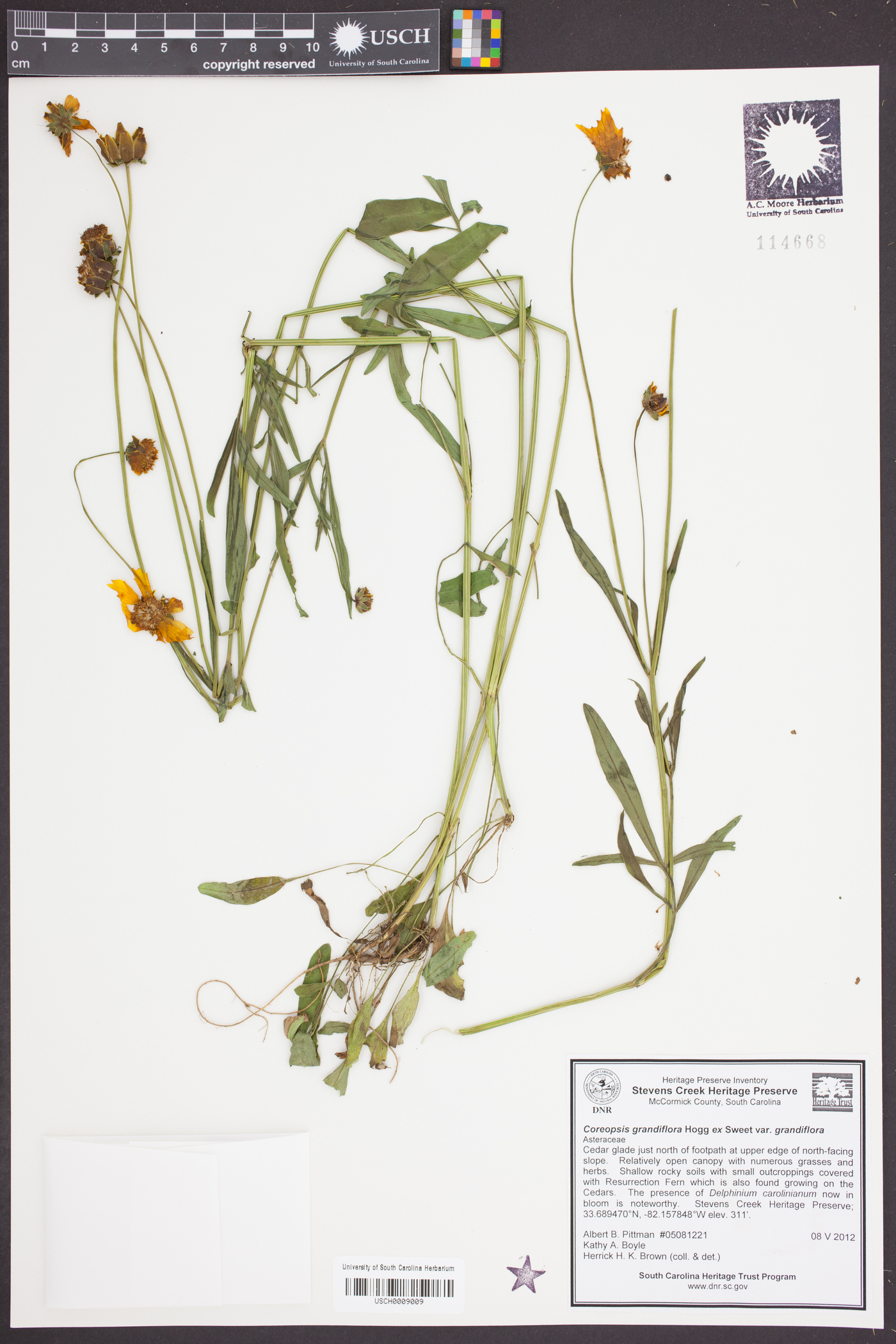 Coreopsis grandiflora var. grandiflora image