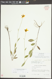 Coreopsis palustris image