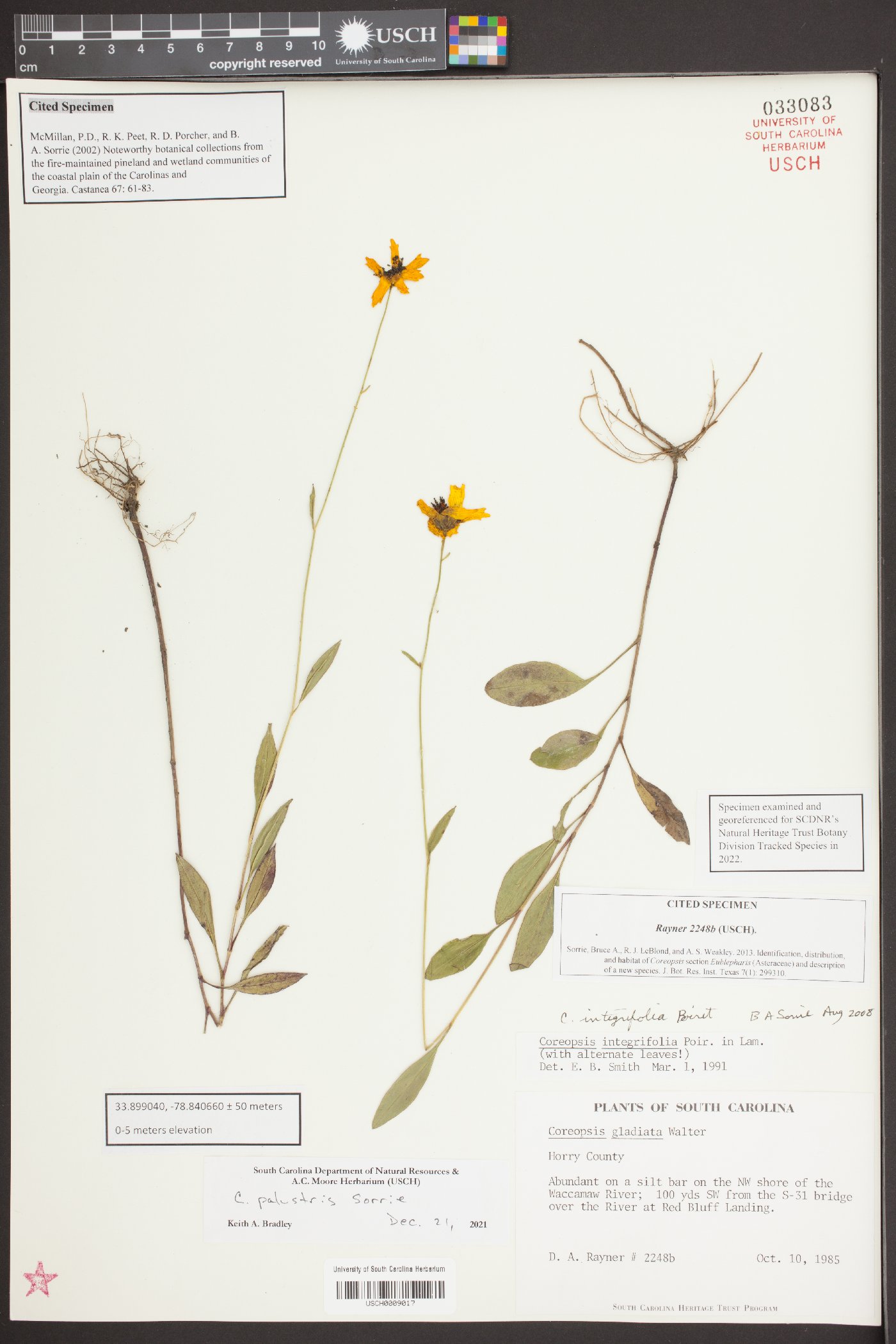 Coreopsis palustris image