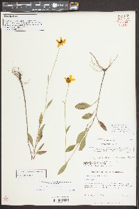 Coreopsis palustris image