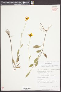 Coreopsis palustris image