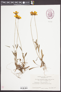 Coreopsis lanceolata image