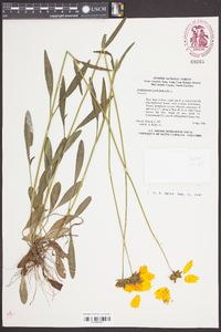 Coreopsis lanceolata image