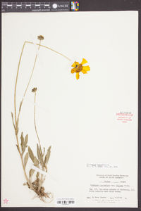 Coreopsis lanceolata image