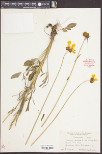 Coreopsis lanceolata image