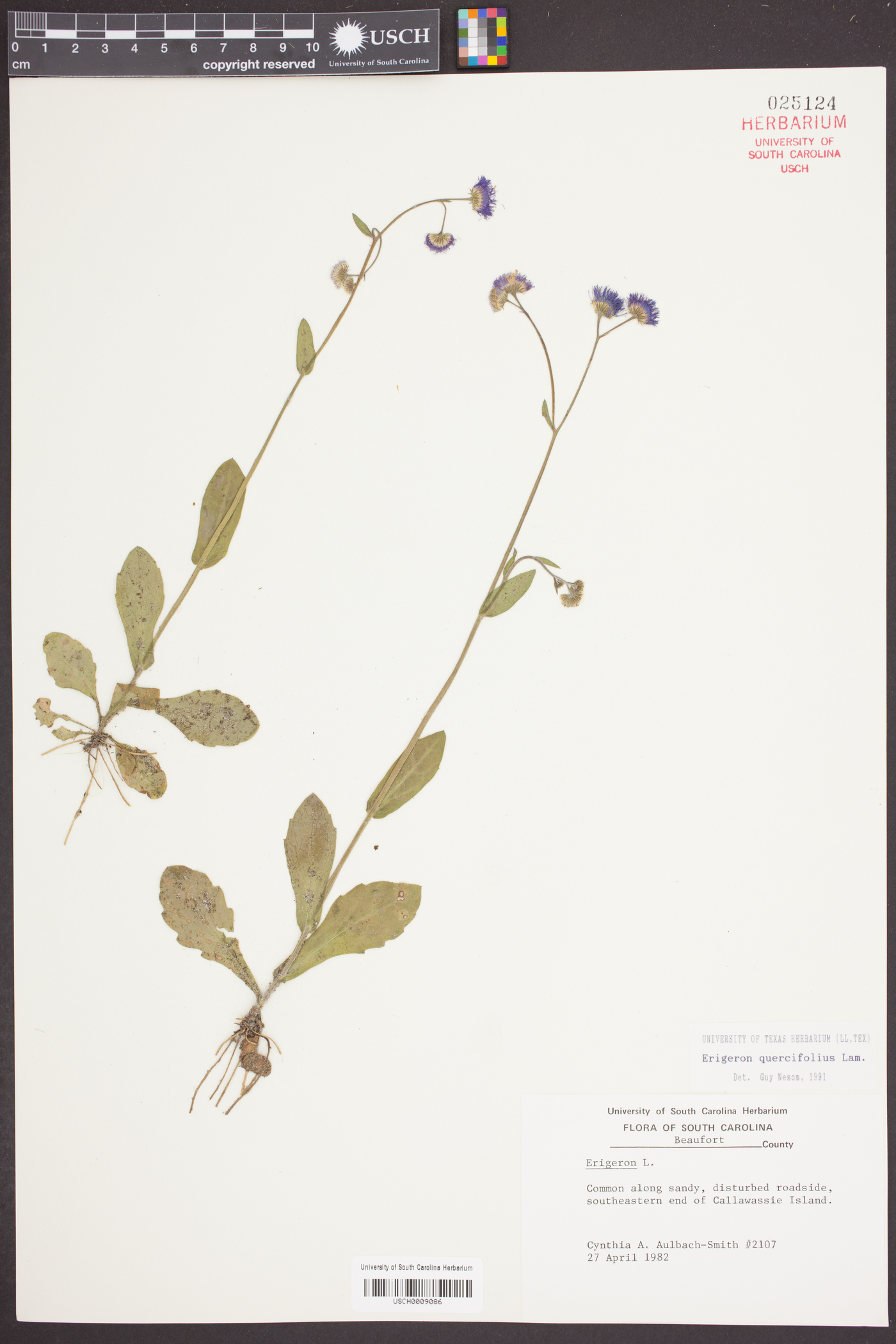 Erigeron quercifolius image