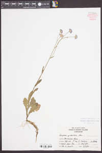 Erigeron quercifolius image