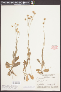 Erigeron quercifolius image