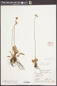 Erigeron vernus image