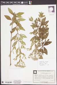 Eupatorium semiserratum image