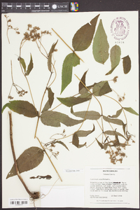 Eupatorium sessilifolium image