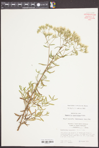 Eupatorium tortifolium image