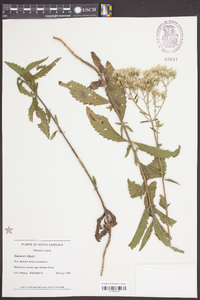 Eupatorium album image