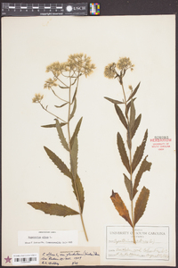 Eupatorium album image