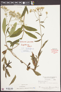 Eupatorium album image