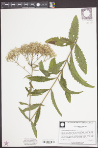 Eupatorium album image