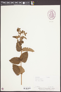 Eupatorium album image