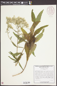 Eupatorium album image