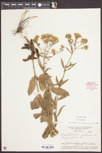 Eupatorium album image