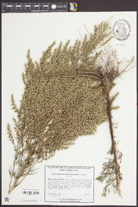 Eupatorium capillifolium image