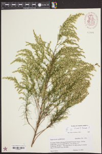 Eupatorium capillifolium image