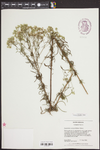 Eupatorium compositifolium image